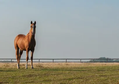 Image de Anne-Armelle Langlois - Photographe Equestre