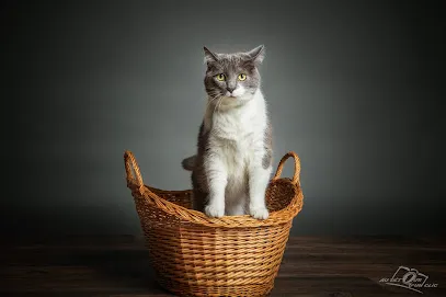 Image de Au détour d'un clic photographe animaux de compagnie et iris