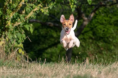 Image de Cavaldog - Photographe pour Chien, Chat, Nac & Chevaux