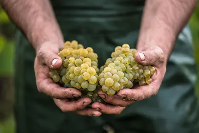Image de Emeline Boileau - Photographe culinaire, gastronomie, vignoble, terroir, artisanat, art de vivre