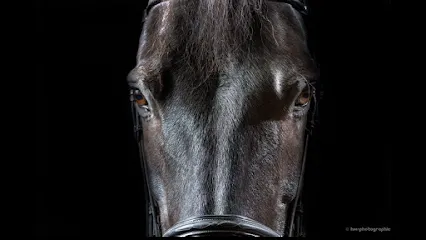 Image de hm photographie - hugo mauvisseau
