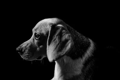 Image de Jessica Flandrin Photographie