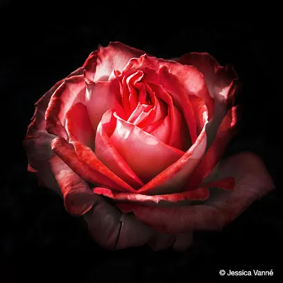 Image de Jessica Vanné Photographe