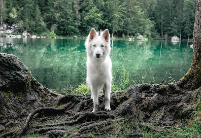 Image de Meriem Thomas photographe animaux de compagnie
