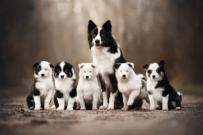 Image de MRN Photographie - Photographe pour Chiens, Chats et Chevaux