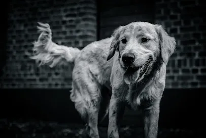 Image de Nicolas Meurisse - photographe animalier