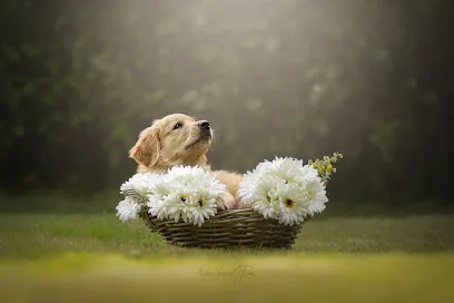 Image de Once upon a paw Photographie