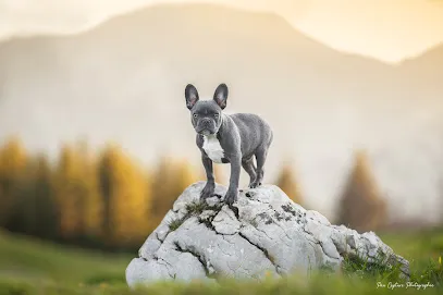 Image de Paw capture Photographie