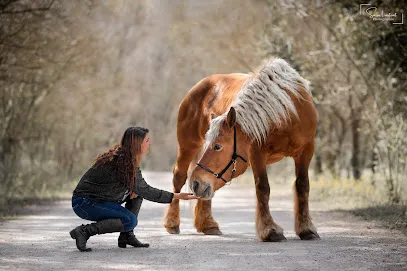 Image de Saisir l'Instant Photographie | Photographe animalier - équin - canin