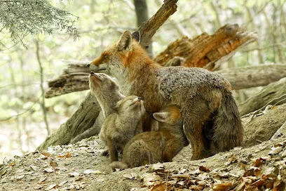 Image de Samuel Saulnier Photographie Animalière. Haute-Savoie