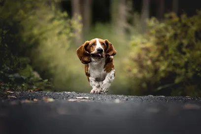 Image de Ulysse Debove - Photographe d'animaux de compagnie